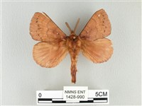 藏品(波紋枯葉蛾)的圖片