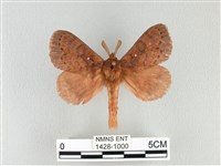 藏品(波紋枯葉蛾)的圖片