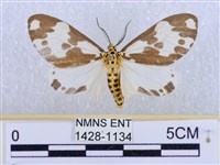 藏品(後凸蝶燈蛾)的圖片