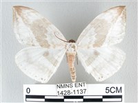 藏品(圓翅大鉤蛾)的圖片