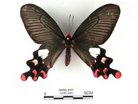 藏品(多姿麝鳳蝶)的圖片