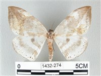 藏品(圓翅大鉤蛾)的圖片