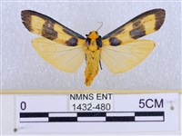 藏品(閃光苔蛾)的圖片