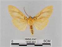 藏品(橙擬燈蛾)的圖片