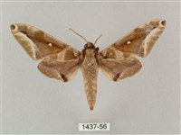 藏品(白點天蛾 )的圖片