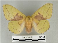 藏品(青枯葉蛾)的圖片