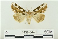 藏品(連珠波紋蛾)的圖片