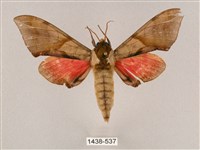 藏品(榆綠天蛾)的圖片