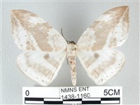 藏品(圓翅大鉤蛾)的圖片