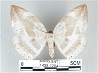 藏品(圓翅大鉤蛾)的圖片