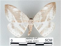 藏品(圓翅大鉤蛾)的圖片