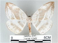 藏品(圓翅大鉤蛾)的圖片