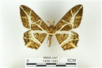 藏品(樹形尺蛾)的圖片