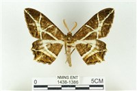 藏品(樹形尺蛾)的圖片