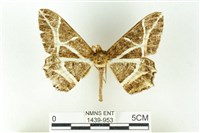 藏品(樹形尺蛾)的圖片