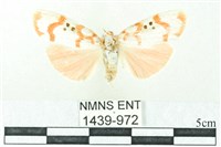 藏品(臺雪苔蛾)的圖片