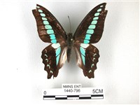 藏品(青帶鳳蝶)的圖片