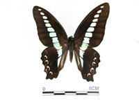 藏品(青帶鳳蝶)的圖片