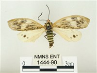 藏品(史氏狹翅螢斑蛾)的圖片