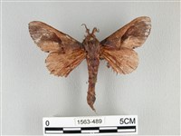 藏品(大褐斑枯葉蛾)的圖片