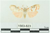 藏品(臺雪苔蛾)的圖片