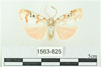 藏品(臺雪苔蛾)的圖片