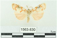 藏品(臺雪苔蛾)的圖片