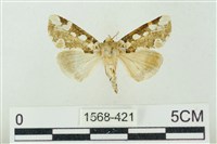 藏品(連珠波紋蛾)的圖片