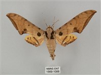 藏品(裂斑鷹翅天蛾)的圖片