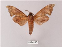 藏品(黃斑索天蛾)的圖片