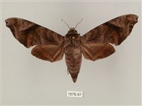 藏品(半緣缺角天蛾)的圖片