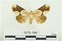 藏品(臺灣斑蕊夜蛾)的圖片