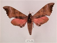 藏品(桃紅六點天蛾)的圖片