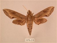 藏品(斜線天蛾)的圖片