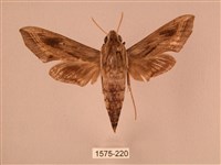 藏品(斜線天蛾)的圖片