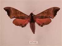 藏品(桃紅六點天蛾)的圖片