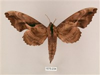 藏品(盾天蛾)的圖片