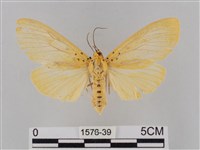 藏品(橙擬燈蛾)的圖片