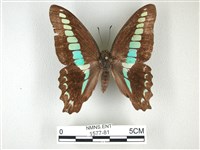 藏品(青帶鳳蝶)的圖片