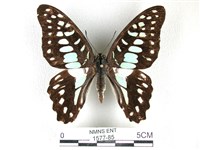 藏品(木蘭青鳳蝶)的圖片