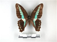 藏品(青帶鳳蝶)的圖片