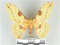 藏品(黃豹天蠶蛾)的圖片