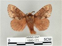 藏品(臺灣鋸紋枯葉蛾)的圖片