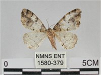 藏品(雙峰霜尺蛾)的圖片