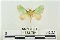 藏品(素木綠刺蛾)的圖片