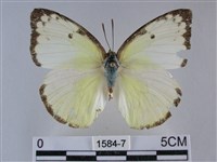 藏品(遷粉蝶、淡黃蝶)的圖片