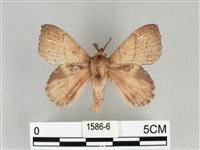 藏品(黃斑枯葉蛾)的圖片