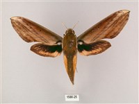 藏品(綠背斜紋天蛾)的圖片