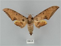 藏品(裂斑鷹翅天蛾)的圖片