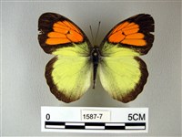 藏品(異粉蝶、雌白黃蝶)的圖片